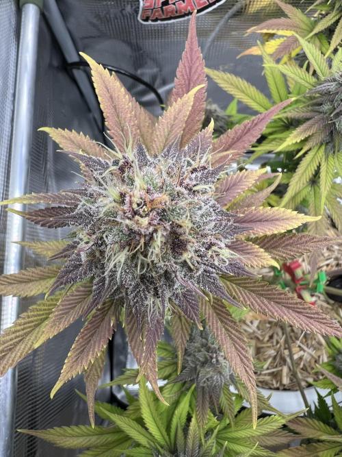 Purple Lemonade FF – Purple Drip. Week 11