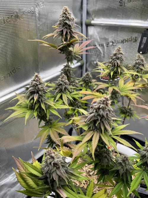 Purple Lemonade FF – Purple Drip. Week 11