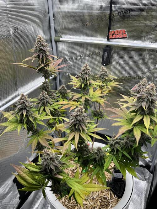 Purple Lemonade FF – Purple Drip. Week 11