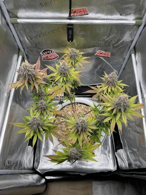 Purple Lemonade FF – Purple Drip. Week 11