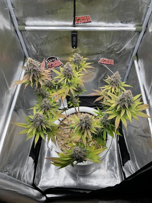 Purple Lemonade FF – Purple Drip. Week 11