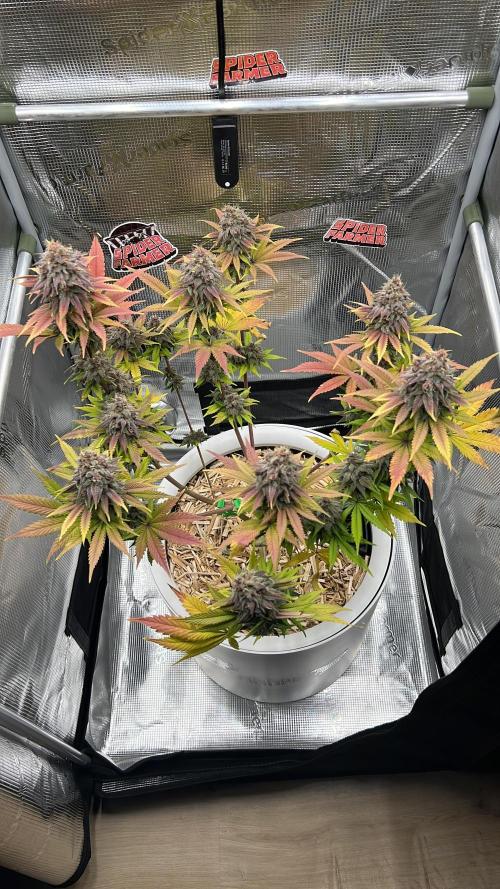 Purple Lemonade FF – Purple Drip. Week 12