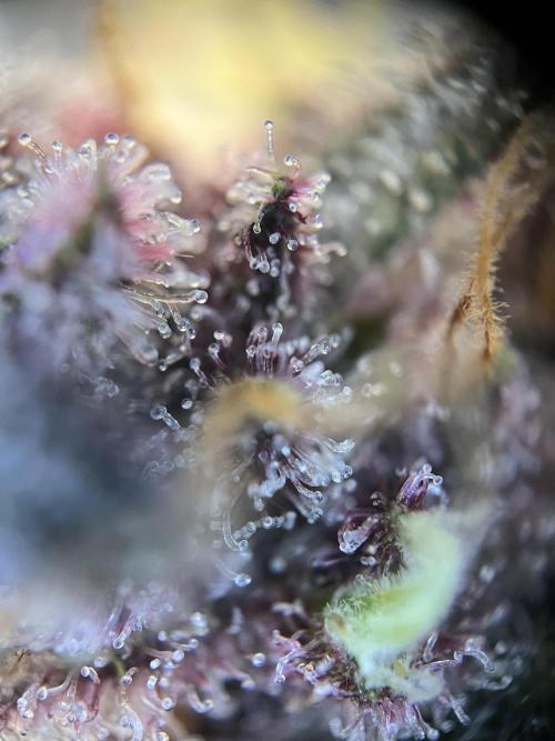 Purple Lemonade FF – Purple Drip. Week 12