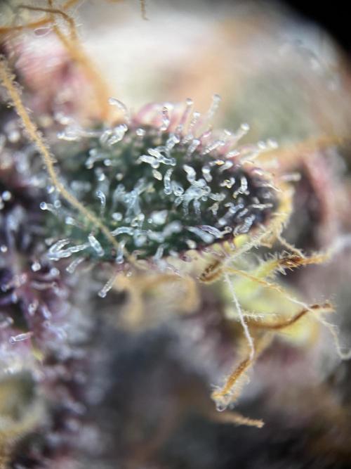 Purple Lemonade FF – Purple Drip. Week 12