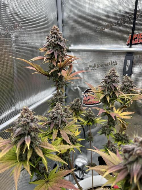 Purple Lemonade FF – Purple Drip. Week 12
