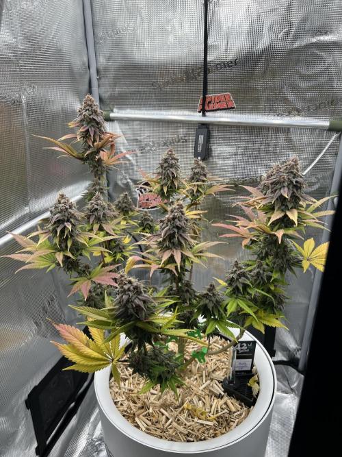Purple Lemonade FF – Purple Drip. Week 12