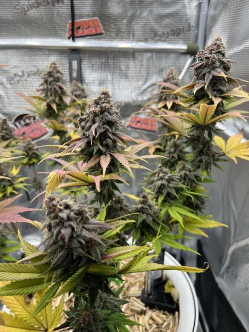 Purple Lemonade FF – Purple Drip. Week 12