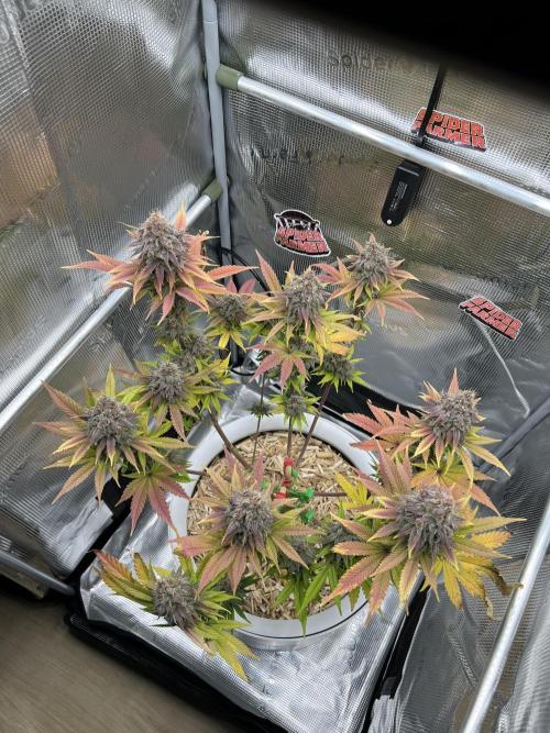 Purple Lemonade FF – Purple Drip. Week 12