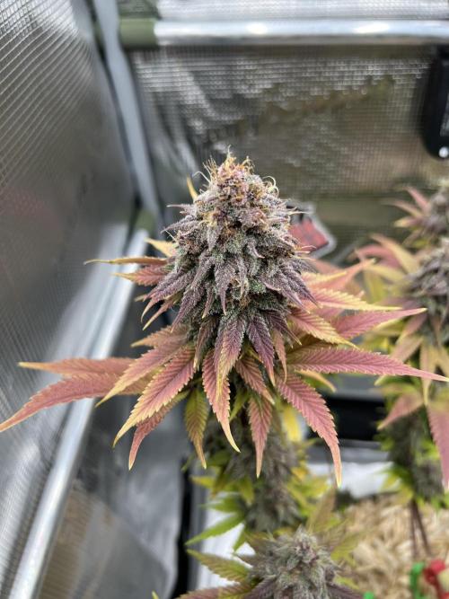 Purple Lemonade FF – Purple Drip. Week 12