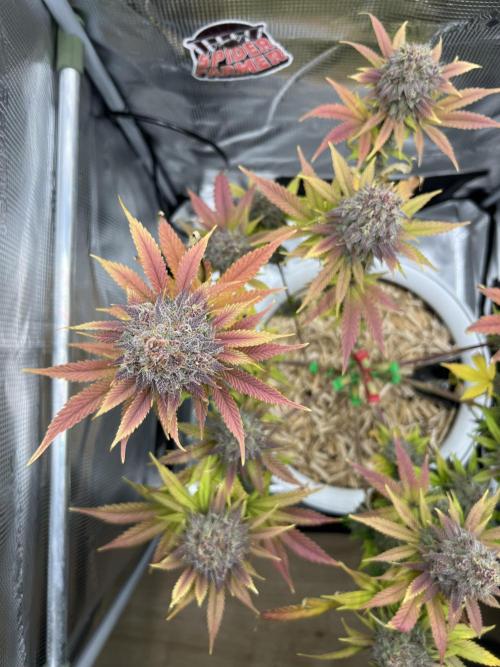 Purple Lemonade FF – Purple Drip. Week 12
