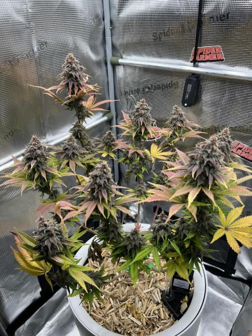 Purple Lemonade FF – Purple Drip. Week 12