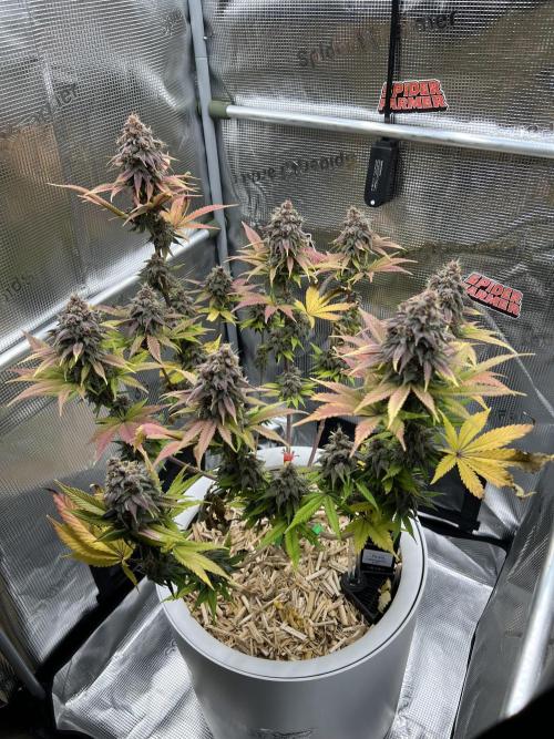 Purple Lemonade FF – Purple Drip. Week 12