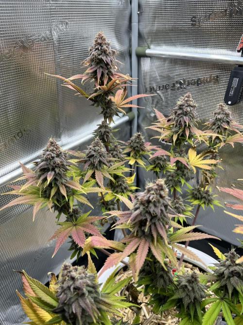 Purple Lemonade FF – Purple Drip. Week 12
