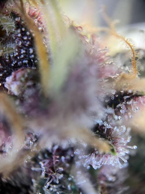 Purple Lemonade FF – Purple Drip. Week 12