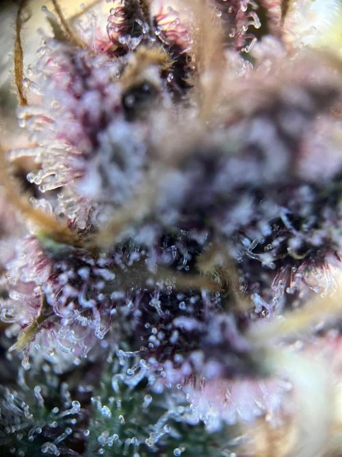 Purple Lemonade FF – Purple Drip. Week 12