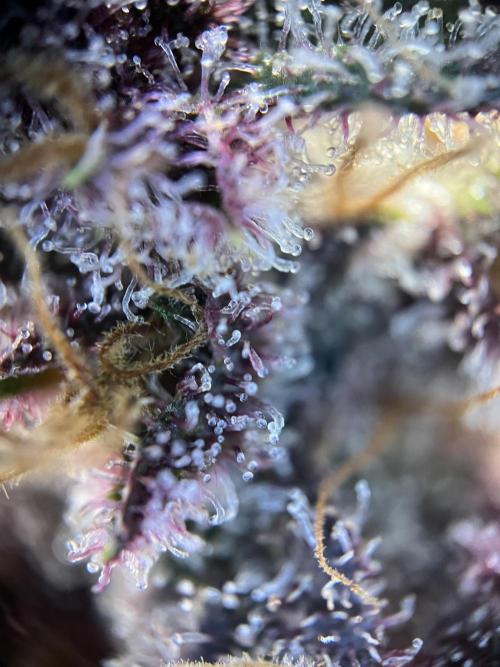 Purple Lemonade FF – Purple Drip. Week 12