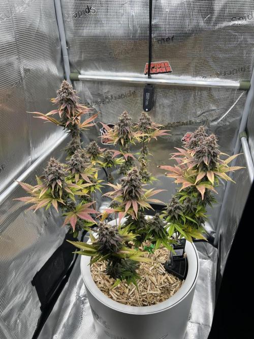 Purple Lemonade FF – Purple Drip. Week 12