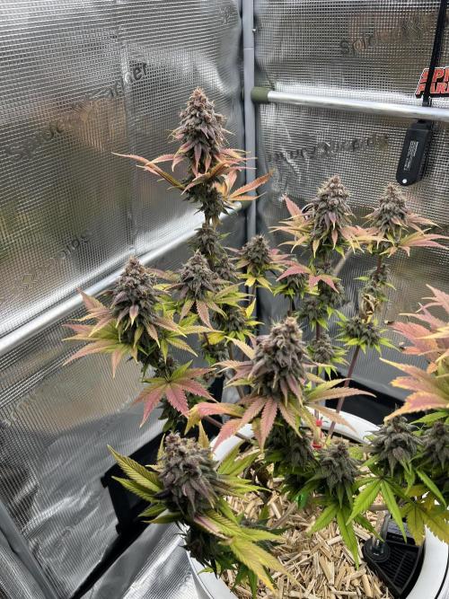 Purple Lemonade FF – Purple Drip. Week 12