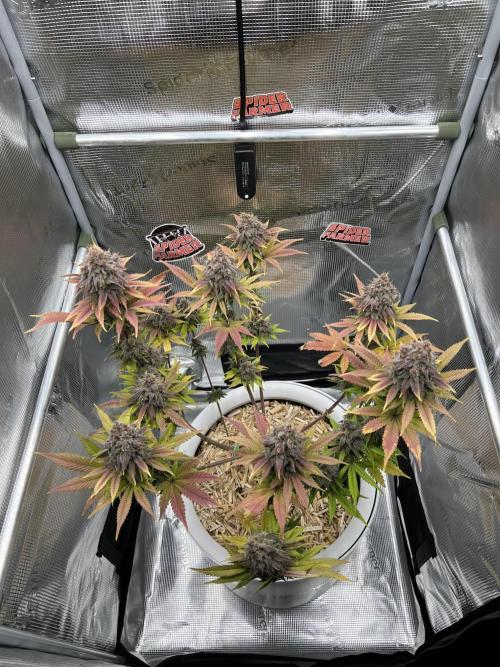 Purple Lemonade FF – Purple Drip. Week 12