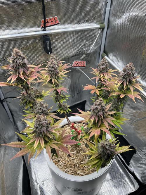 Purple Lemonade FF – Purple Drip. Week 12