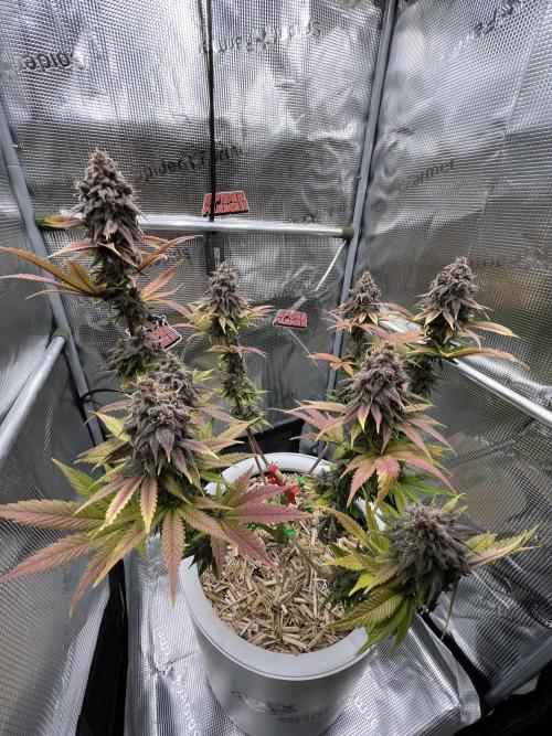 Purple Lemonade FF – Purple Drip. Week 12