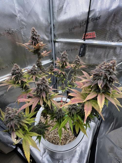Purple Lemonade FF – Purple Drip. Week 12