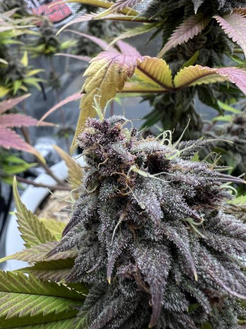 Purple Lemonade FF – Purple Drip. Week 12
