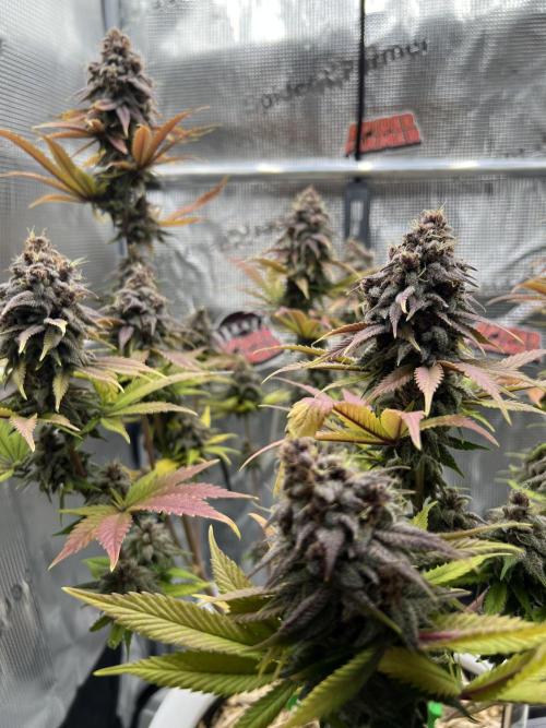 Purple Lemonade FF – Purple Drip. Week 12