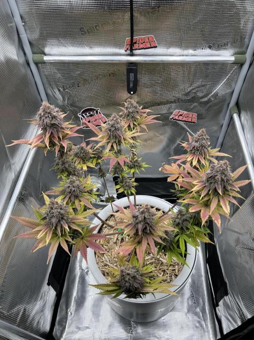 Purple Lemonade FF – Purple Drip. Week 12