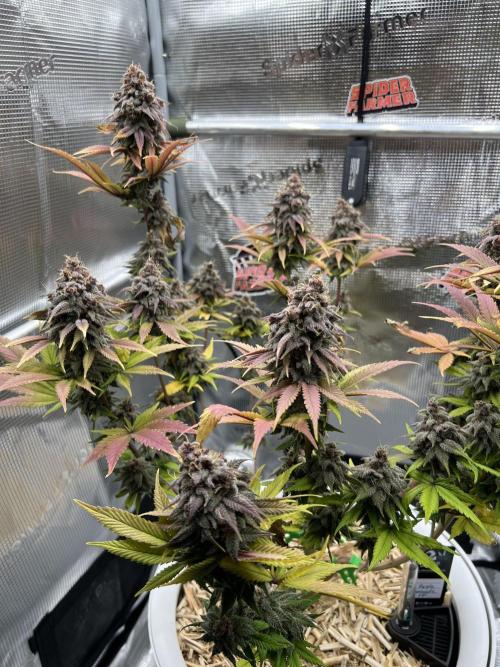 Purple Lemonade FF – Purple Drip. Week 12