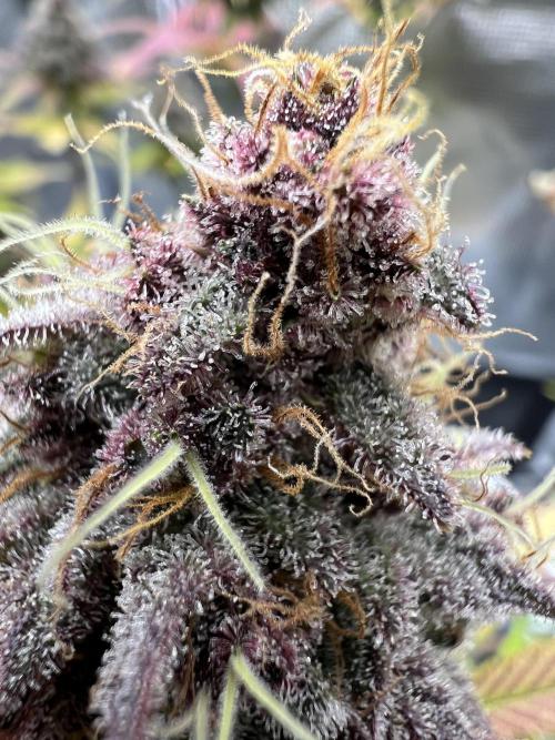 Purple Lemonade FF – Purple Drip. Week 12