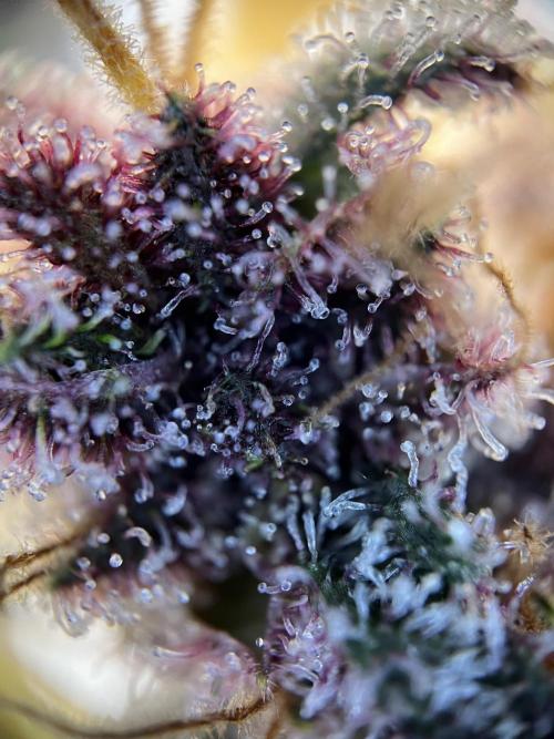 Purple Lemonade FF – Purple Drip. Week 12