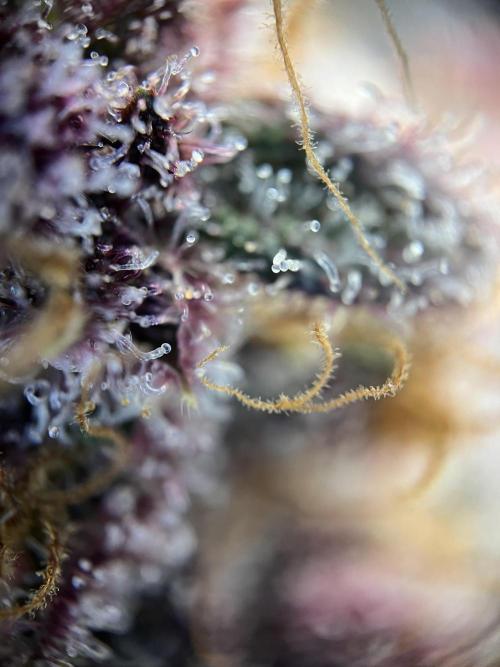 Purple Lemonade FF – Purple Drip. Week 12
