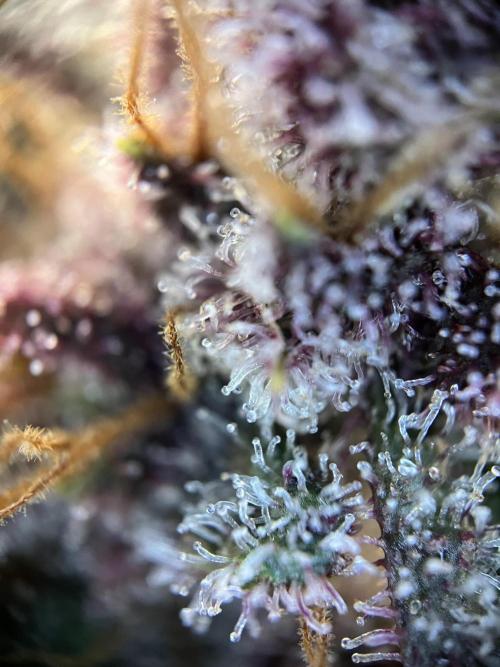 Purple Lemonade FF – Purple Drip. Week 12