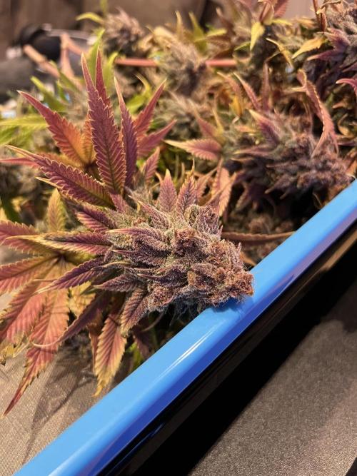 Purple Lemonade FF – Purple Drip. Week 13