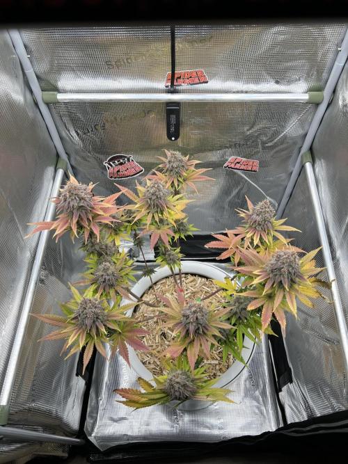 Purple Lemonade FF – Purple Drip. Week 13