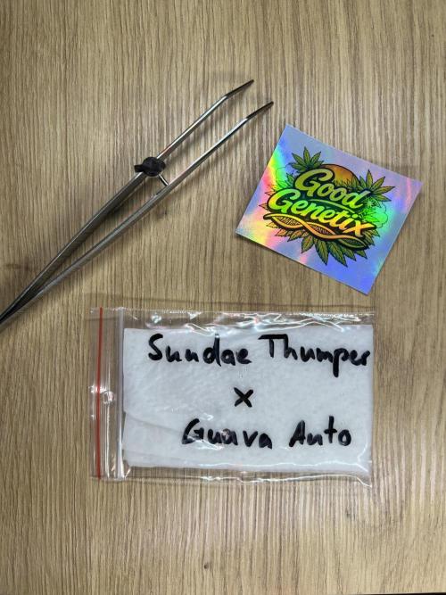 GoodGenetix | Thundae-G Auto. Week 0