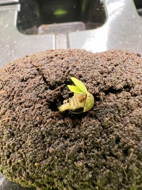 GoodGenetix | Thundae-G Auto. Week 0