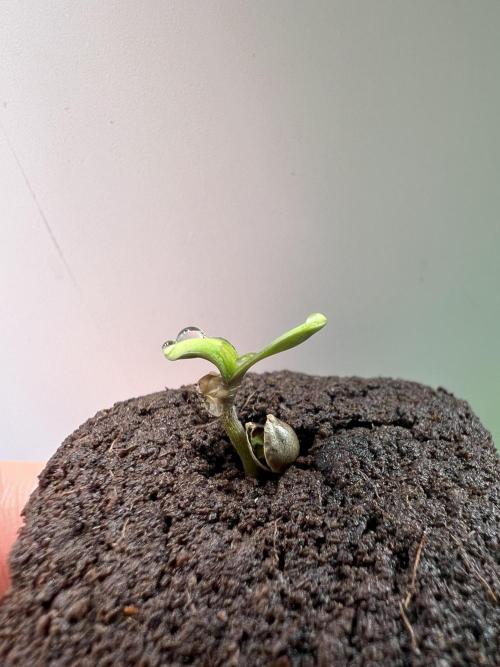 GoodGenetix | Thundae-G Auto. Week 0