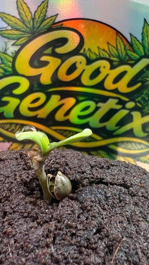 GoodGenetix | Thundae-G Auto. Week 0