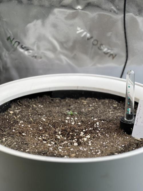 GoodGenetix | Thundae-G Auto. Week 0