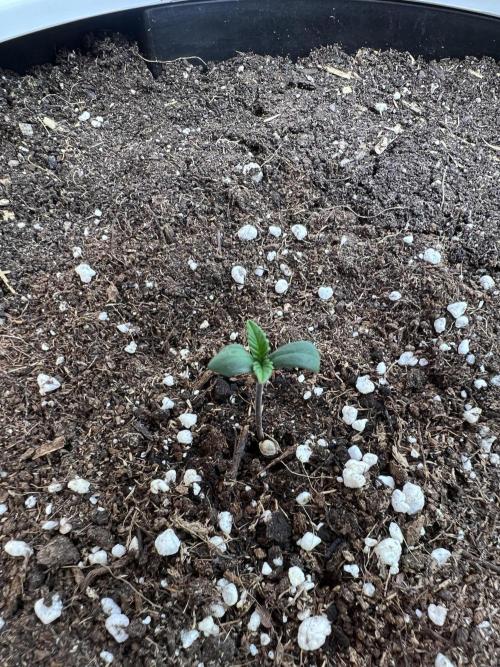 GoodGenetix | Thundae-G Auto. Week 0