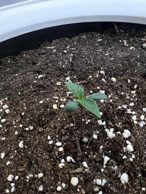 GoodGenetix | Thundae-G Auto. Week 0