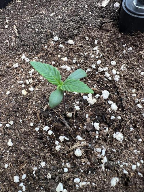 GoodGenetix | Thundae-G Auto. Week 0