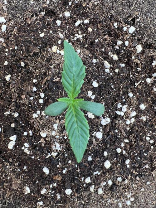 GoodGenetix | Thundae-G Auto. Week 1