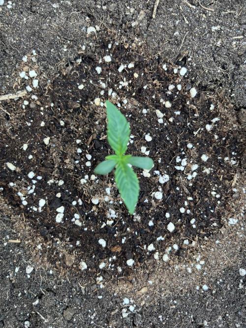 GoodGenetix | Thundae-G Auto. Week 1