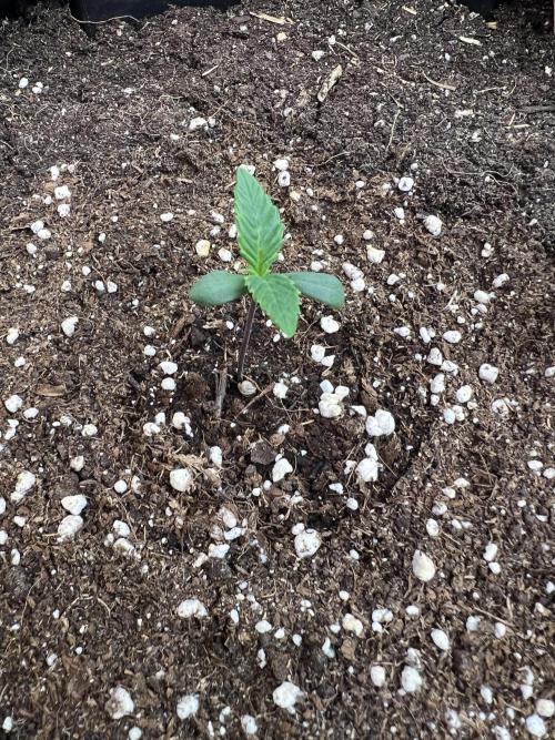 GoodGenetix | Thundae-G Auto. Week 1