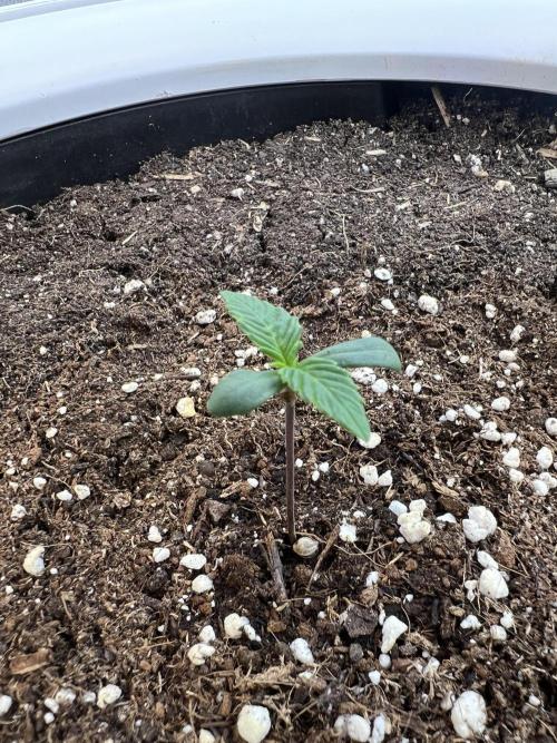 GoodGenetix | Thundae-G Auto. Week 1