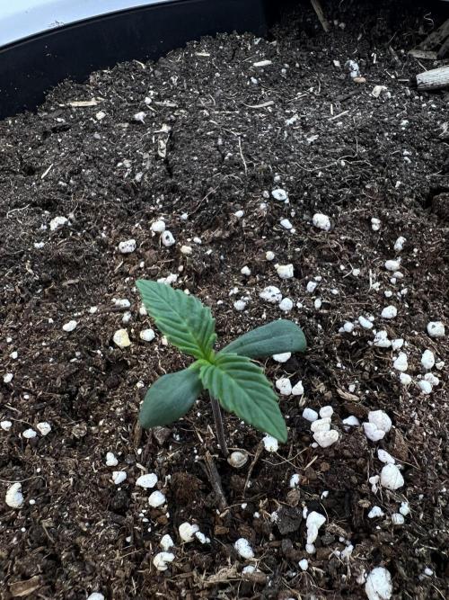 GoodGenetix | Thundae-G Auto. Week 1