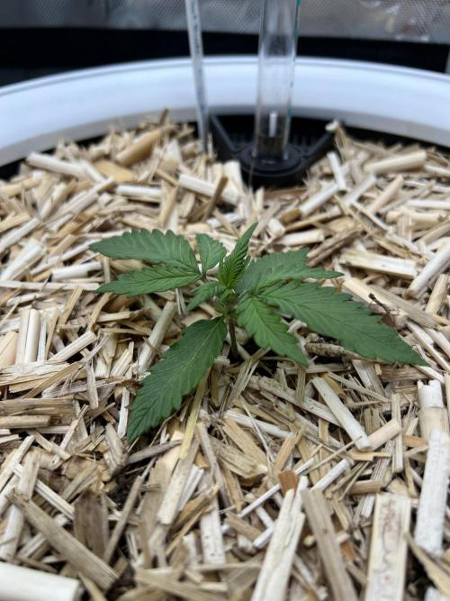Fast Buds - Purple Haze Auto. Week 1